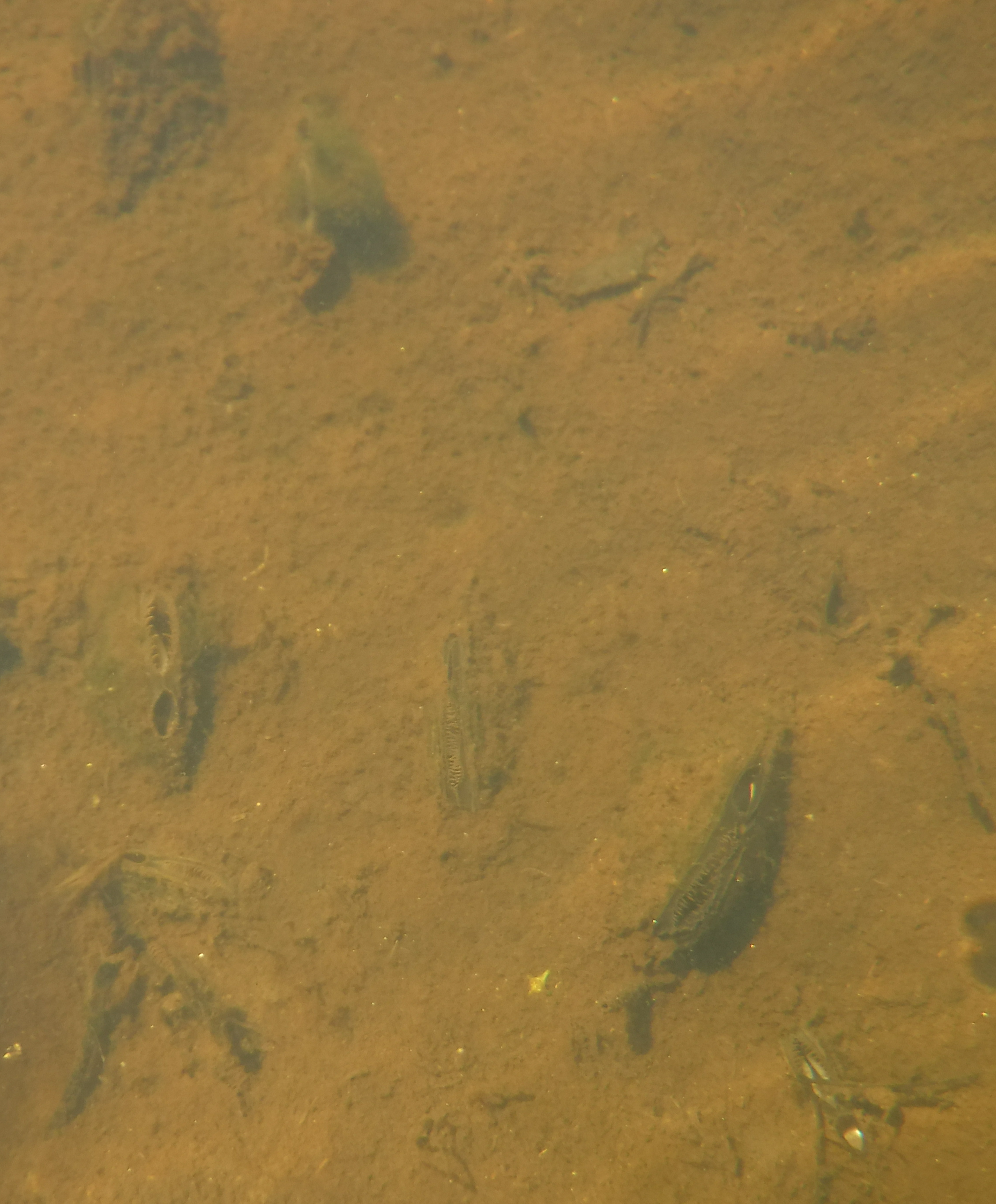 Freshwater Mussel Surveys