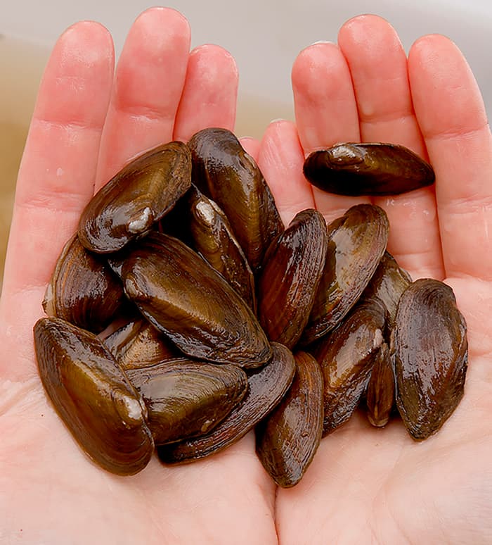 S. nasutus